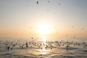 Leg Zero, Prologue, day 01on-board Turn the Tide on Plastic. The crew wakes up to a stunning sunrise and wildlife as the rest of the fleet sails away from them. Photo by Sam Greenfield/Volvo Ocean Race. 09 October, 2017